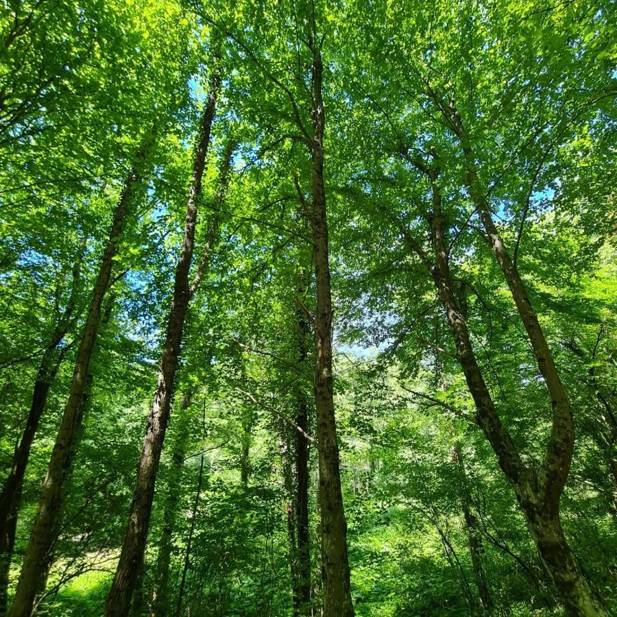 Green House Рийека Екстериор снимка